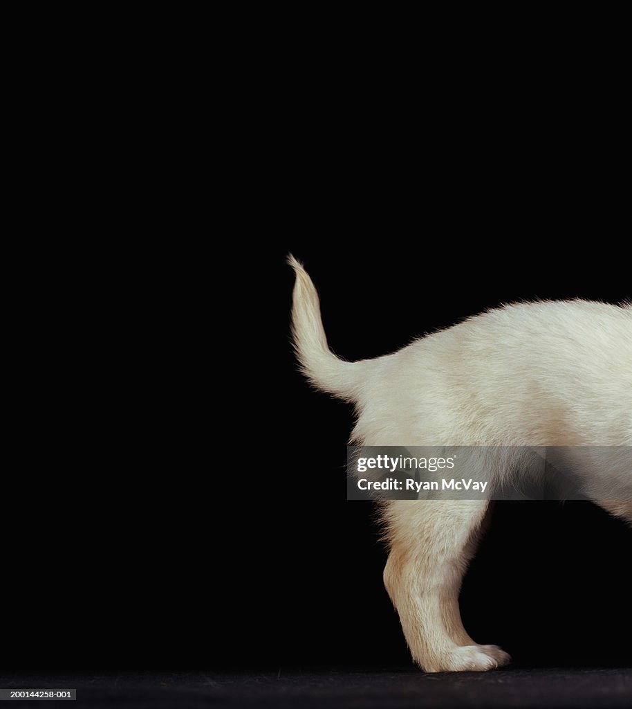 Chihuahua puppy, close-up of rear end and tail