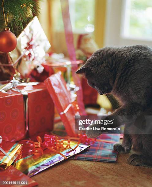 Cat pawing at ribbon on Christmas present under tree