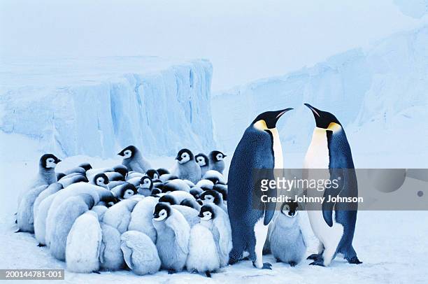 two emperor penguins beside group of chicks huddled together - djurfamilj bildbanksfoton och bilder