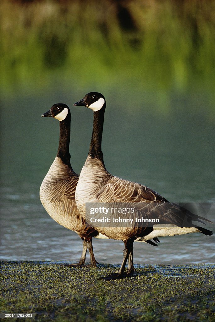 Two Canada geese (Branta canadensis) on shore of lake