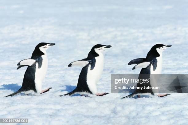 three chinstrap penguins (pygoscelis antarctica) walking in a row - antarktis tiere stock-fotos und bilder