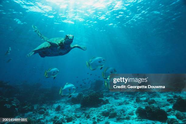 green turtle and longfin batfish swimming over reef, underwater view - ocean floor stock pictures, royalty-free photos & images