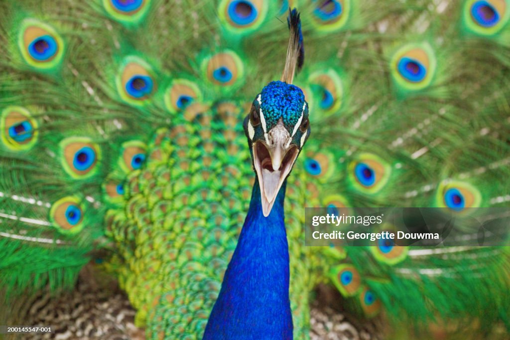 Common peafowl (Pavo cristatus) male calling