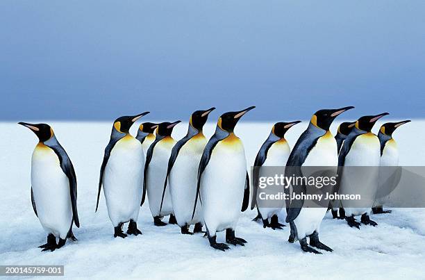 group of king penguins (aptenodytes patagonicus) - contrast stockfoto's en -beelden