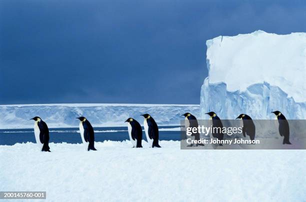 emperor penguins (aptenodytes forsteri) walking in a row, side view - kaiserpinguin stock-fotos und bilder