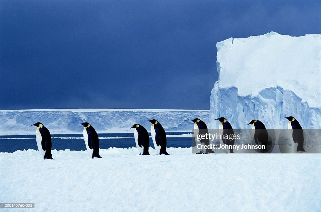 Emperor penguins (Aptenodytes forsteri) walking in a row, side view