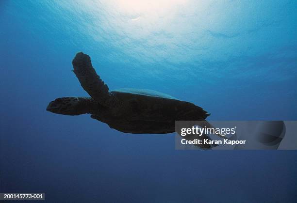 hawksbill turtle (eretmochelys imbricata) swimming, underwater view - hawksbill turtle stock pictures, royalty-free photos & images