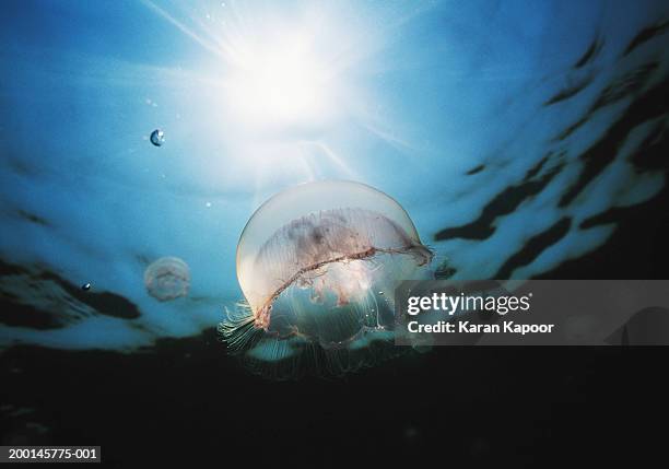 moon jellyfish (aurelia aurita), underwater view - medusa común fotografías e imágenes de stock