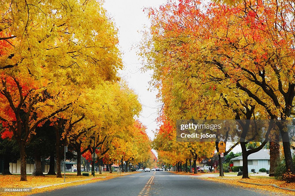 Road with Modesto Ash trees (Fraxinus velutina)