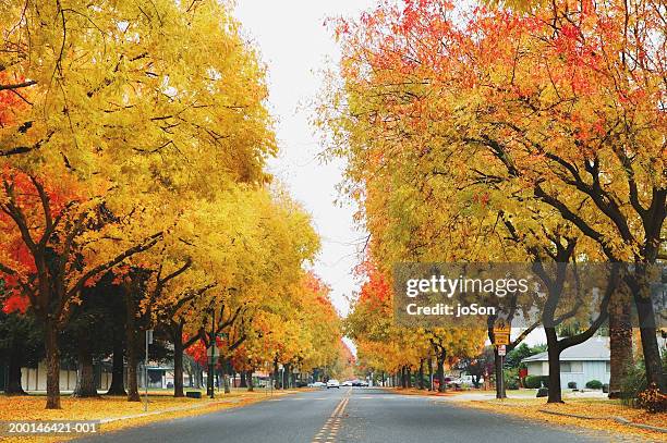 road with modesto ash trees (fraxinus velutina) - stanislaus county stock pictures, royalty-free photos & images