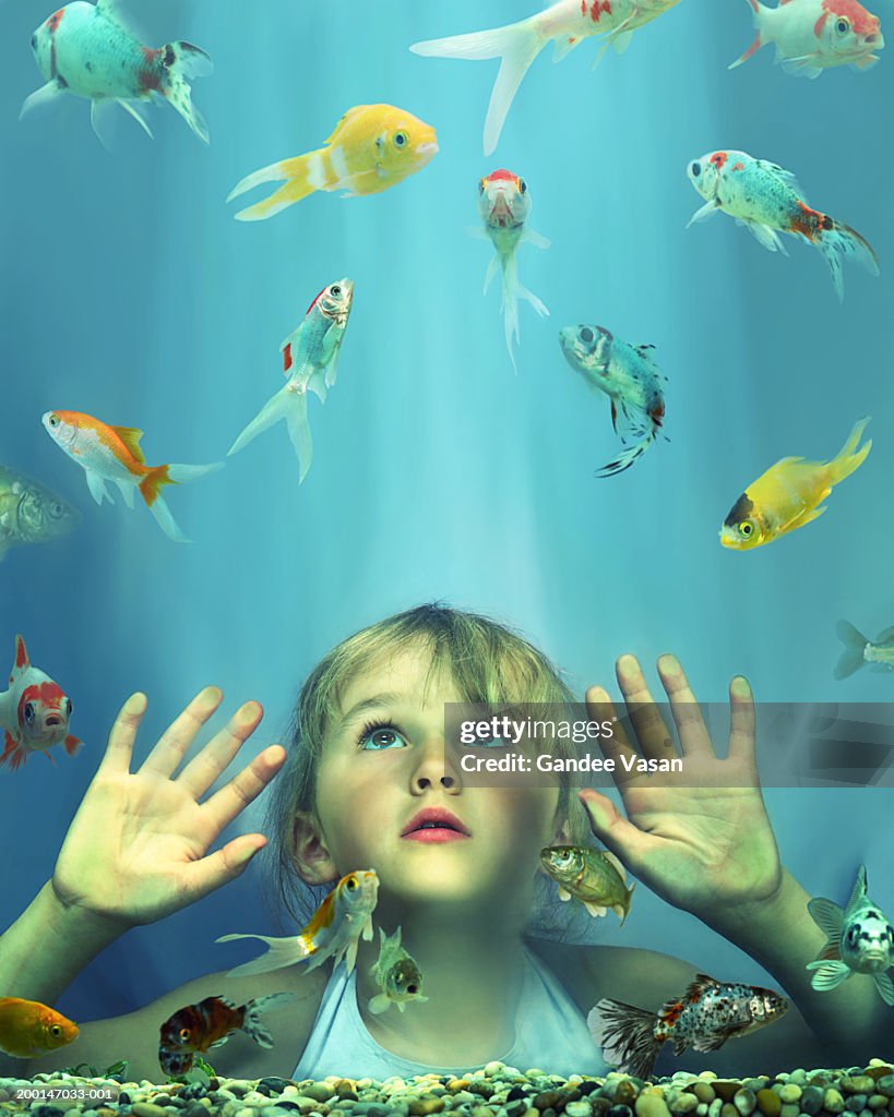 Girl (4-6) looking at fish in tank, hands pressed against glass