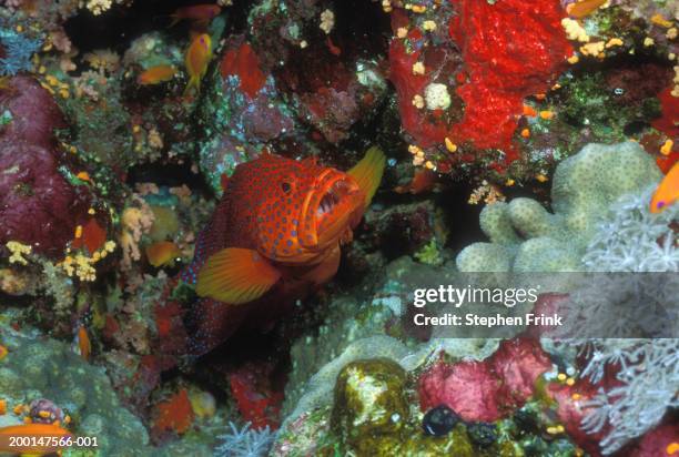 Miniata Cod 268 Coral Cod Stock Photos, High-Res Pictures, and Images - Getty Images