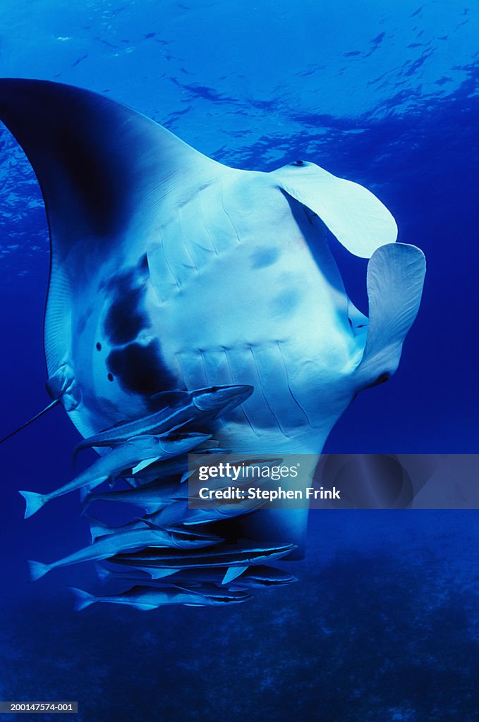 Manta ray (Manta birostris) and Sharksuckers (Echeneis naucrates)