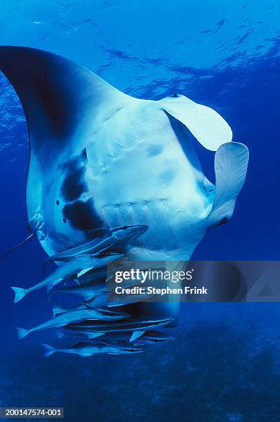manta ray (manta birostris) and sharksuckers (echeneis naucrates) - echeneis remora stock pictures, royalty-free photos & images