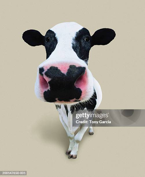 cow (wide angle, digital composite) - wide angle stock pictures, royalty-free photos & images