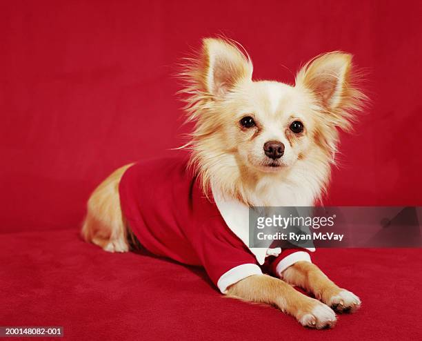 long haired chihuahua wearing red shirt, portrait - kitsch stock pictures, royalty-free photos & images