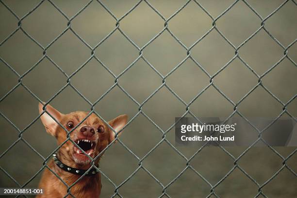 chihuahua guard dog growling and barking behind chain-link fence - bellen stock-fotos und bilder