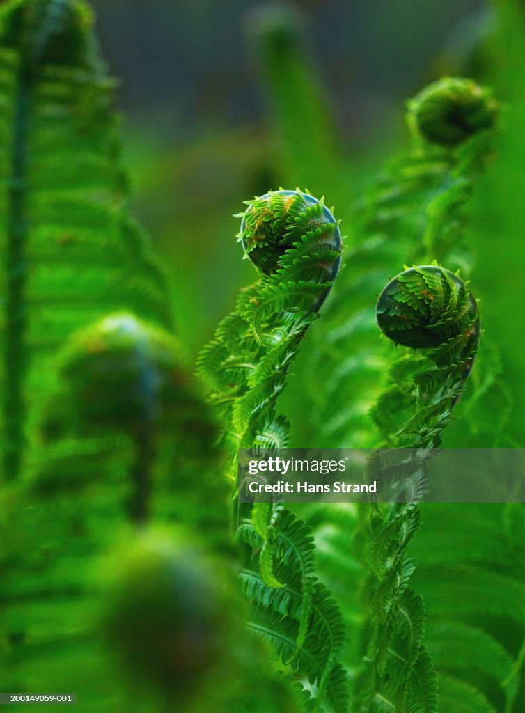 Young ferns, close-up, spring