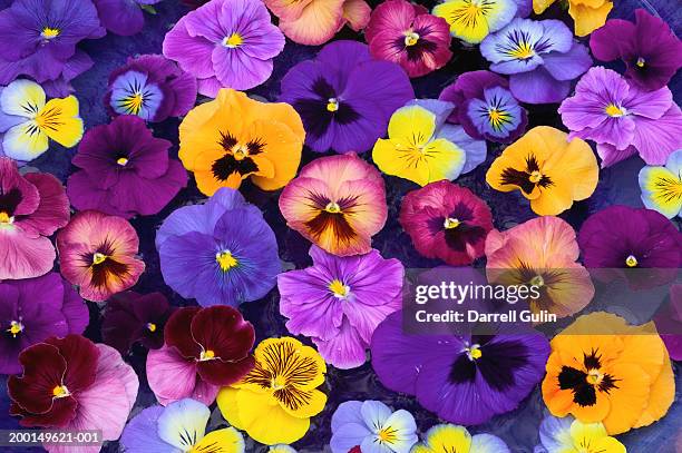 pansy flowers petals floating in bird bath, close-up, overhead view - pansy stock-fotos und bilder