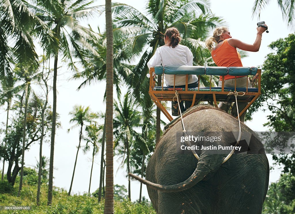Two tourists riding on manned elephant through palm trees, rear view