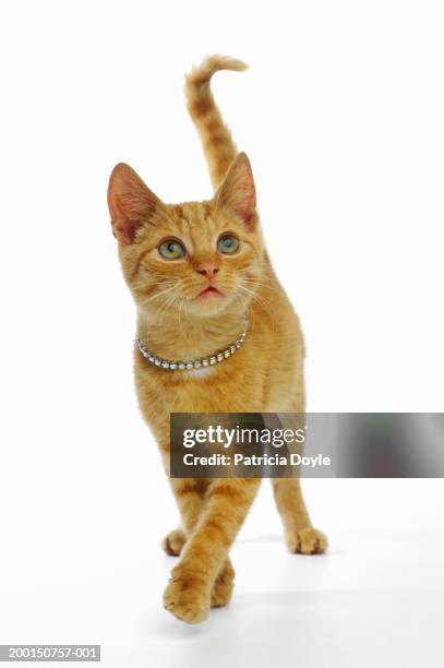 ginger cat wearing rhinestone collar - cat indoors cute stock pictures, royalty-free photos & images