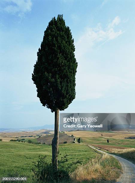 italy, tuscany, val d'orcia, cypress tree (cupressus sp.) - cypress tree stockfoto's en -beelden