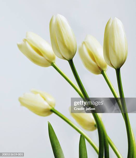 9 654点の白 チューリップのストックフォト Getty Images 9 654点の白 チューリップのストックフォト Getty Images