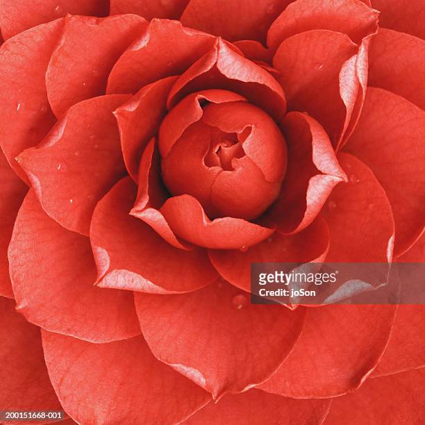 red camellia (camellia japonica), detail - camellia stock pictures, royalty-free photos & images