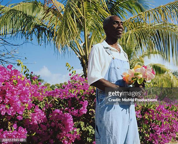 mature man holding bunch of hibiscus flowers (rosa sinensis) - briland stock-fotos und bilder