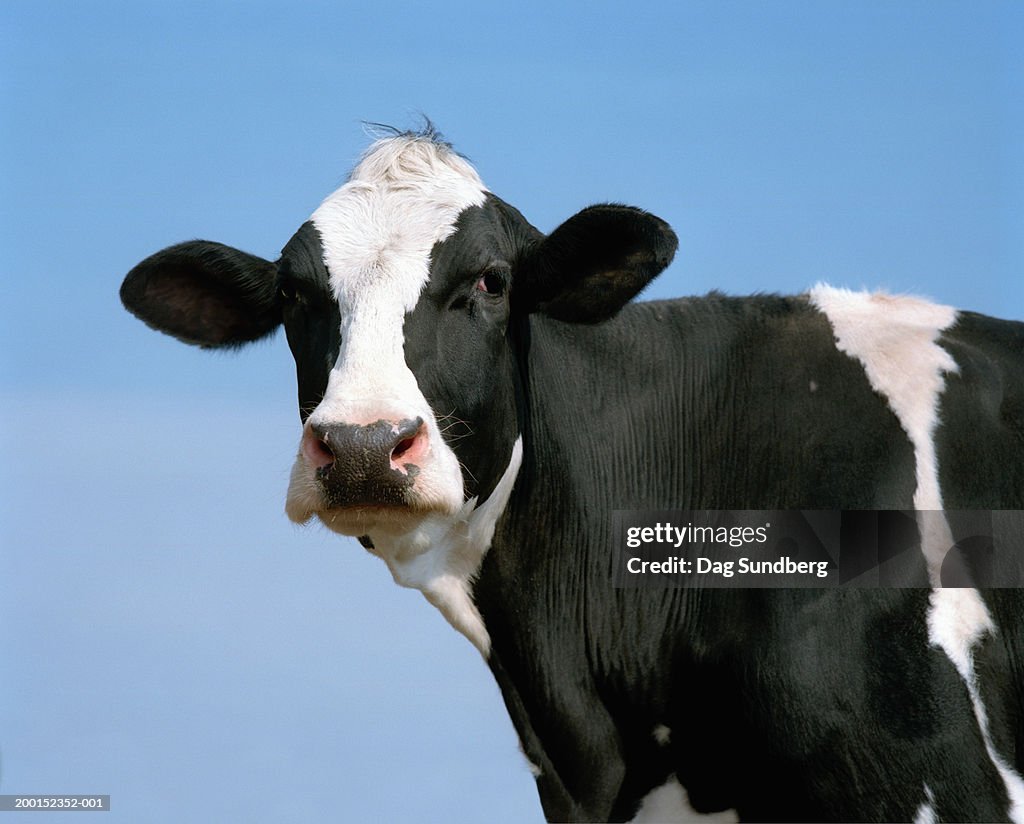 Holstein-Friesian cow, close-up