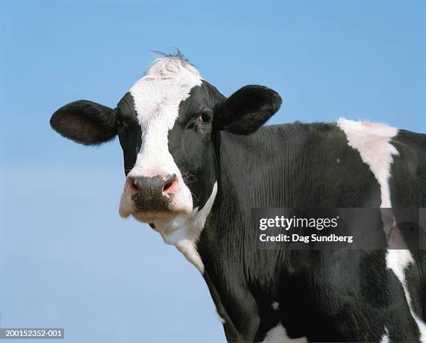 holstein-friesian cow, close-up - mammal - fotografias e filmes do acervo