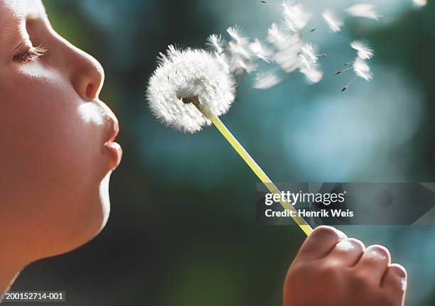 girl (8-10) blowing seeds off dandelion, close up, side view - child dandelion stockfoto's en -beelden