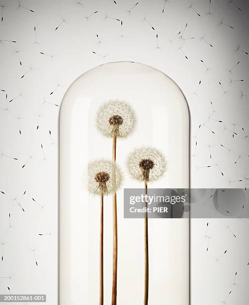 multiple seeds floating around three dandelions encased bell jar - campana de vacío fotografías e imágenes de stock