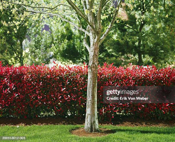 tree on lawn in front of hedge - hedge stock pictures, royalty-free photos & images