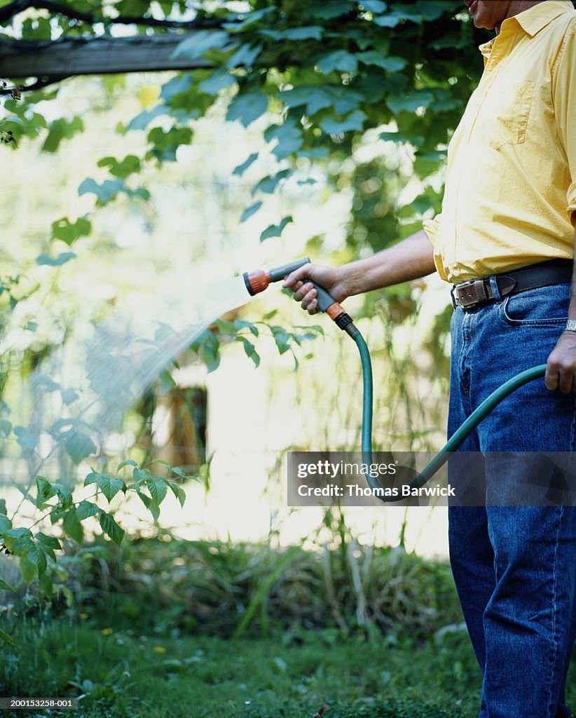 Mature man watering plants with garden hose, mid section, side view