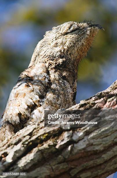 great potoo (nyctibius grandis), side view, close-up - great potoo nyctibius grandis stock pictures, royalty-free photos & images