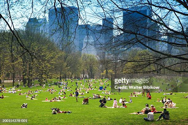 usa, new york city, central park, people sunning in sheeps meadow - sheep meadow central park stock pictures, royalty-free photos & images