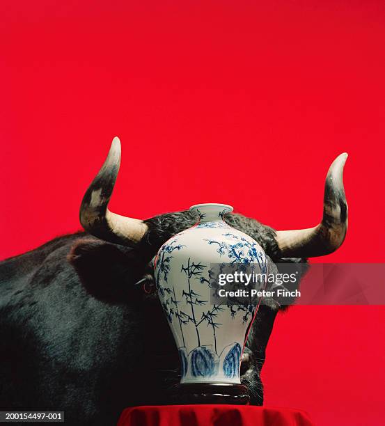 bull's head in alignment with ming vase on table - toro animal fotografías e imágenes de stock