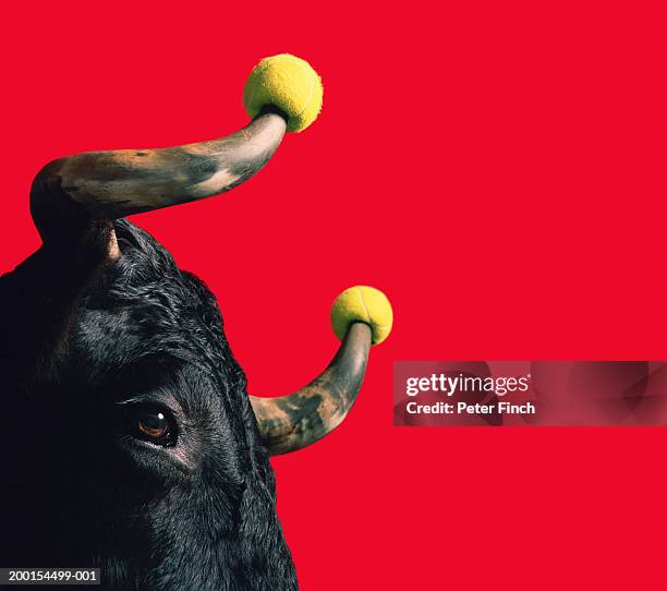 bull with tennis balls placed on horns, close-up - bull balls imagens e fotografias de stock