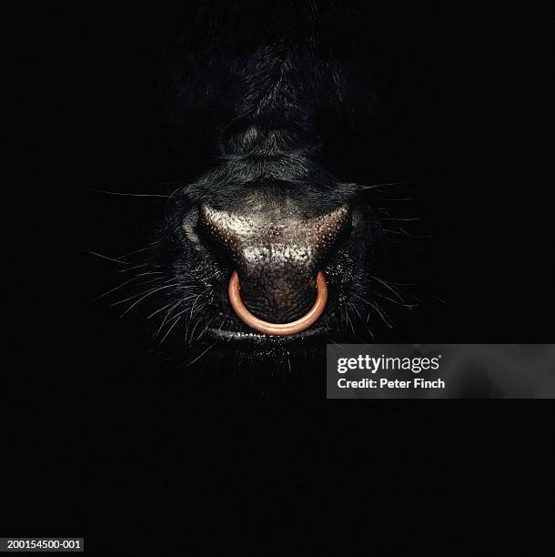 bull emerging from darkness, ring through nose, close-up - piercing stock-fotos und bilder