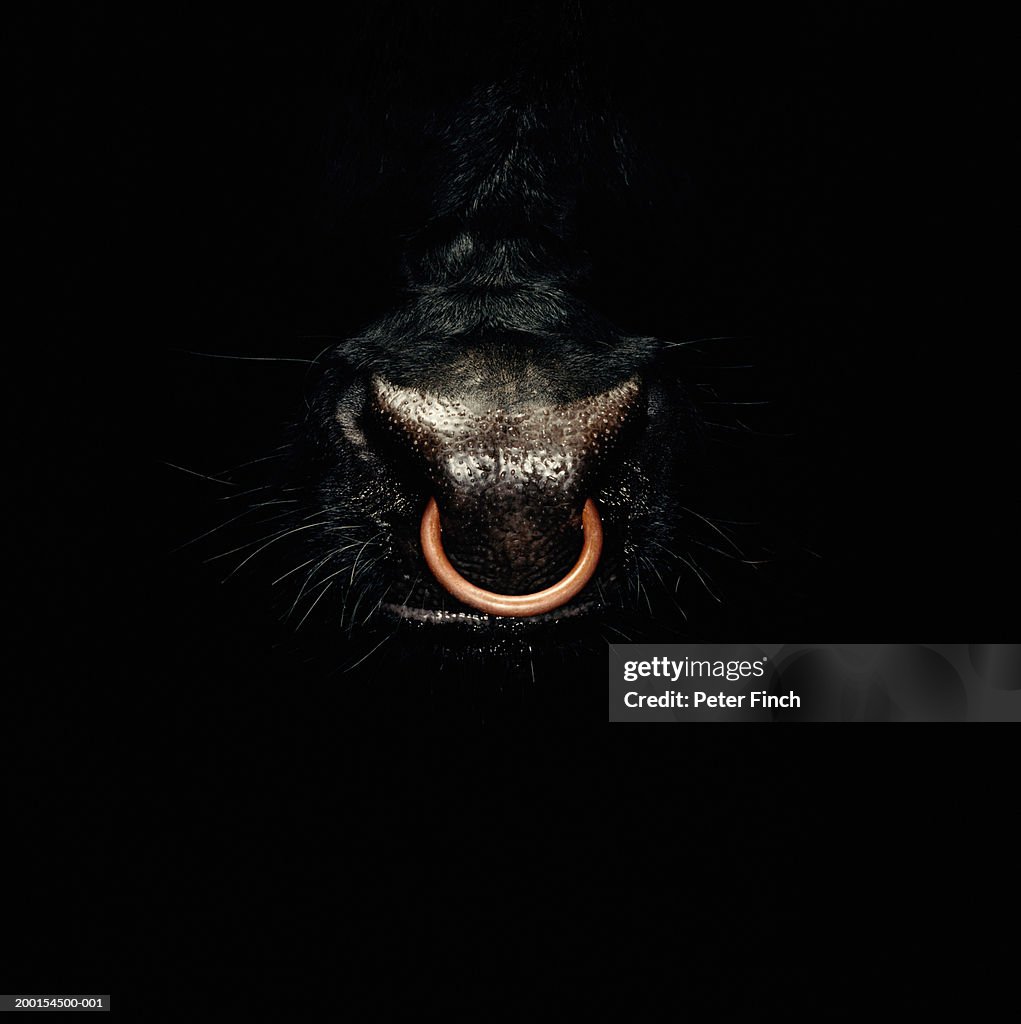 Bull emerging from darkness, ring through nose, close-up