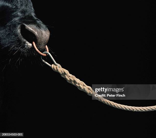1,295 Bull Rope Stock Photos, High-Res Pictures, and Images - Getty Images