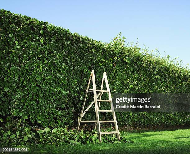 step ladder by partially pruned hedge - topiary - fotografias e filmes do acervo