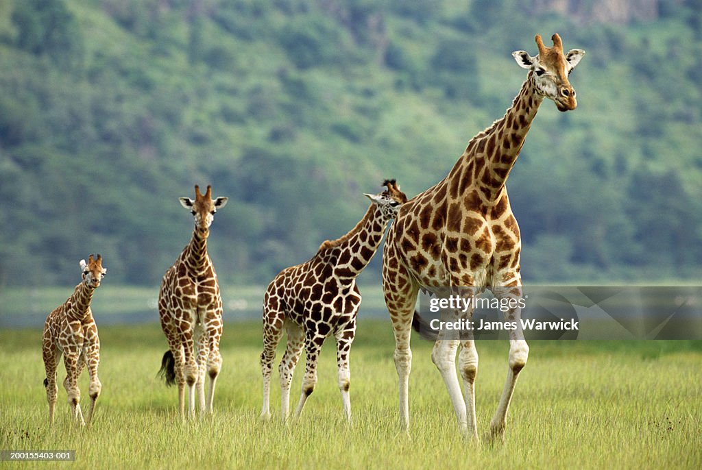 Female giraffe and calves (Giraffa camelopardalis rothschildi)