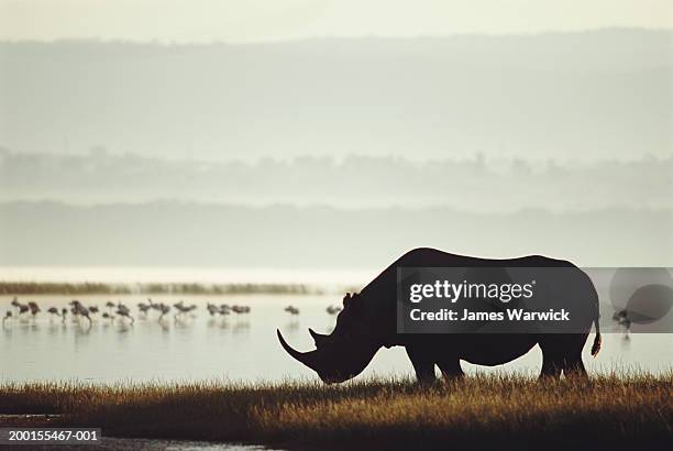 black rhinoceros (diceros bicornis) dawn - con cuernos fotografías e imágenes de stock