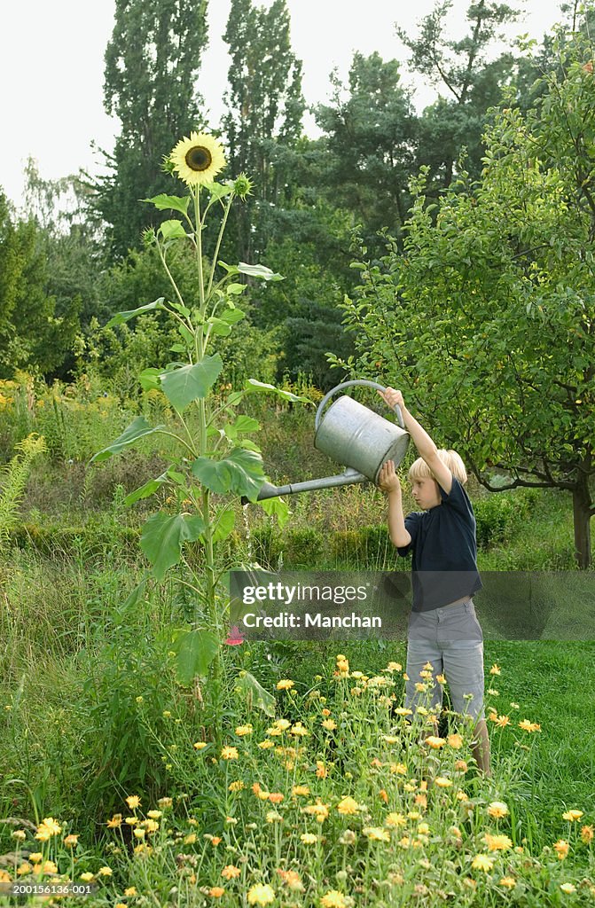 Boy (9-11) in garden, watering sunflower plant (Helianthus Annuus)