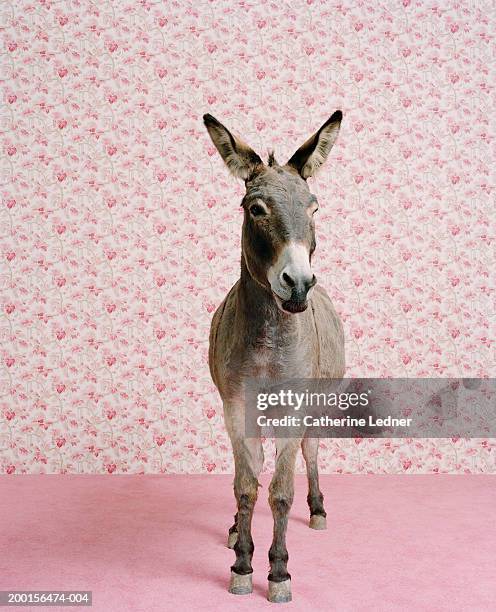 donkey standing in front of  pink wallpaper - donkey foto e immagini stock