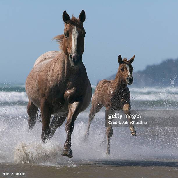 mare and foal (equus caballus) running through surf - cuarto de milla fotografías e imágenes de stock