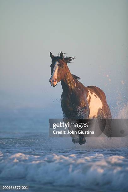 horse (equus caballus) running through surf, evening - chevaux sauvages photos et images de collection