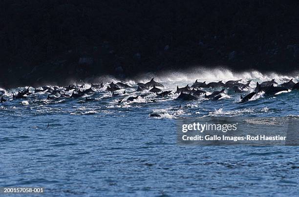 school of bottle-nosed dolphins (tursiops truncatus) surfacing - abundance stock pictures, royalty-free photos & images